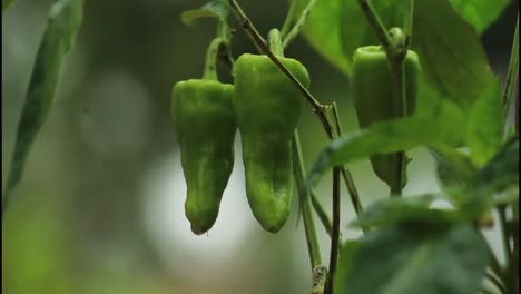 green peppers hanging on a branch