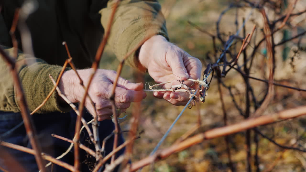 jardinero corta y ata la vid