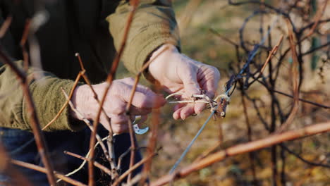 gardener cuts and tights the vine