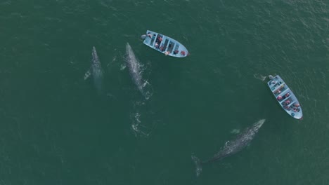 pod of humpback whales encountering boats in pacific ocean, aerial top down