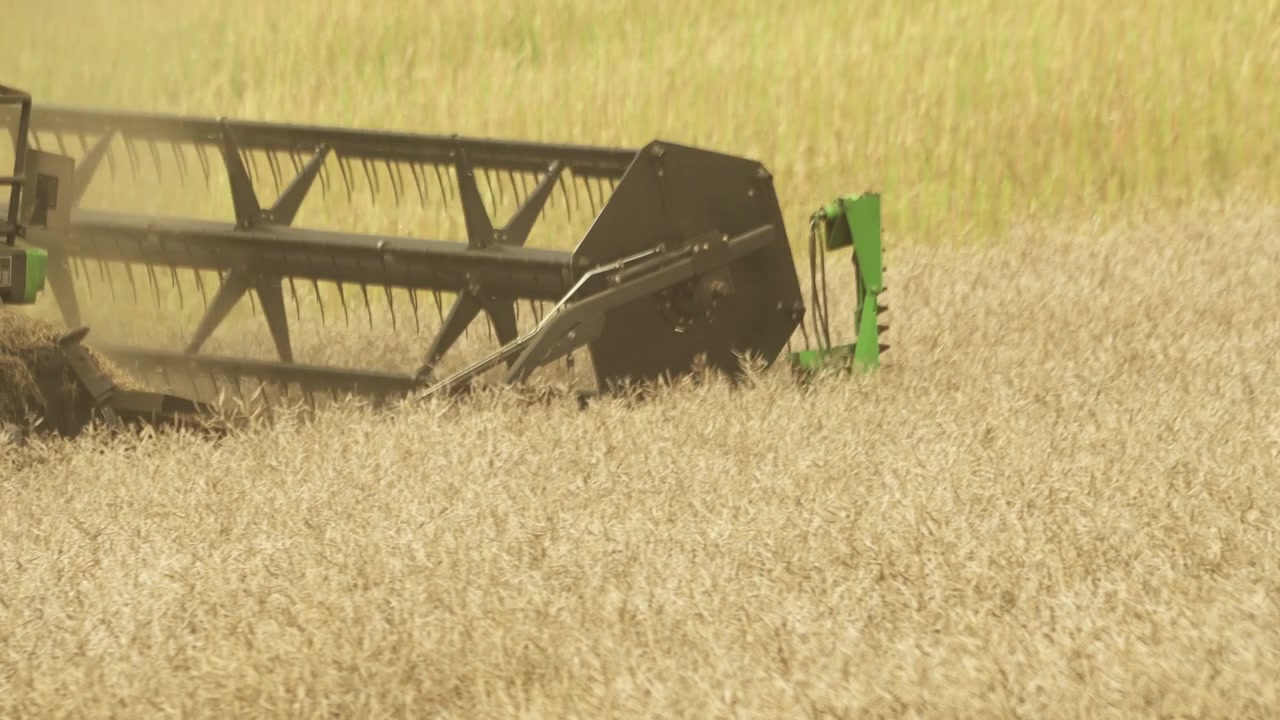 Mejetærsker skærer gennem en mark med gylden raps på en solrig dag, nærbillede i aktion.