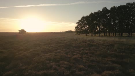 sunset over a grassy field with trees