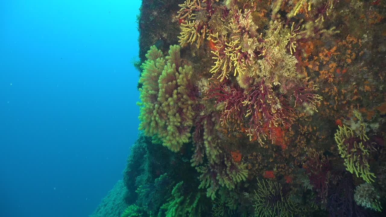 Immersioni lungo gorgonie colorate con l'oceano blu.