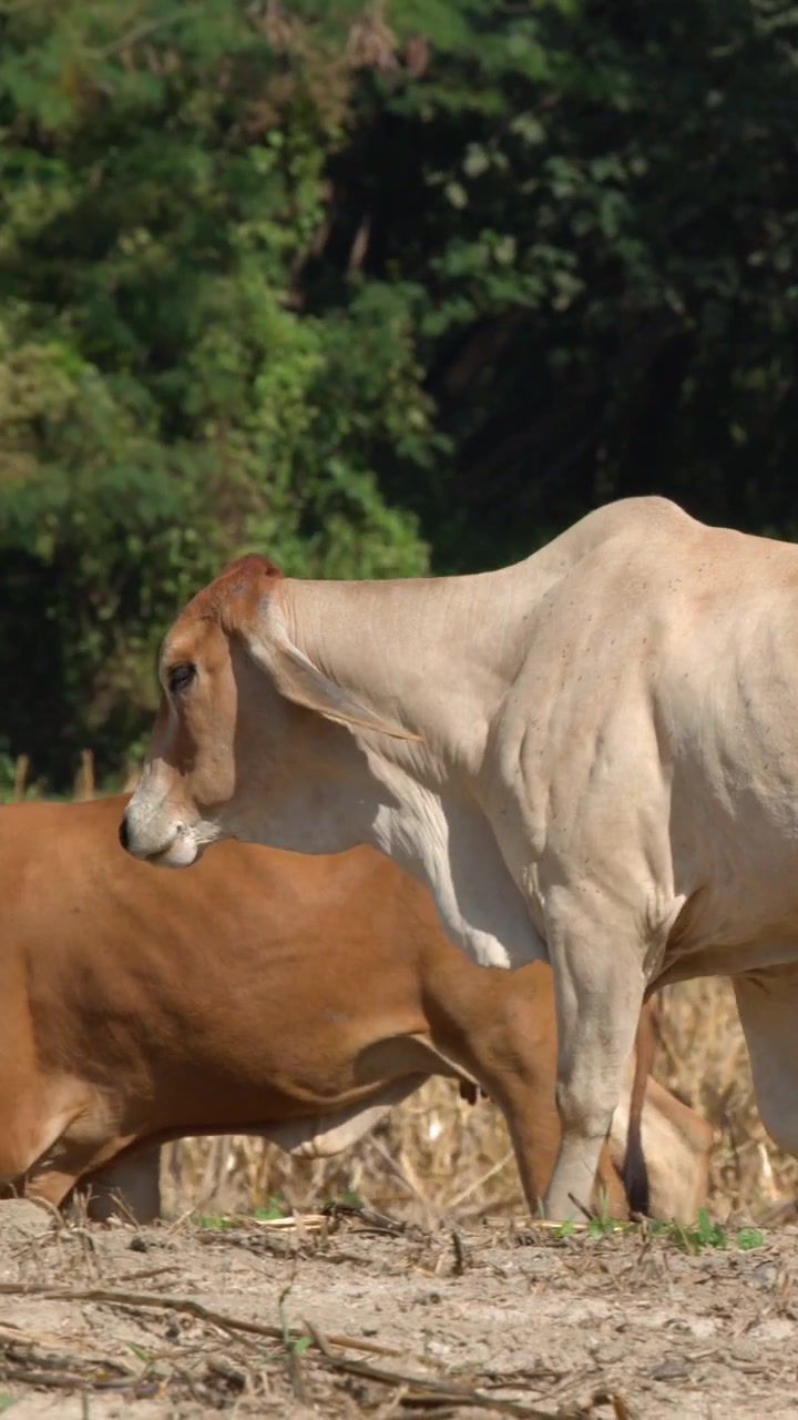 Una mucca Brahman di colore chiaro cammina e pascola in un campo arido sotto una luminosa luce solare naturale