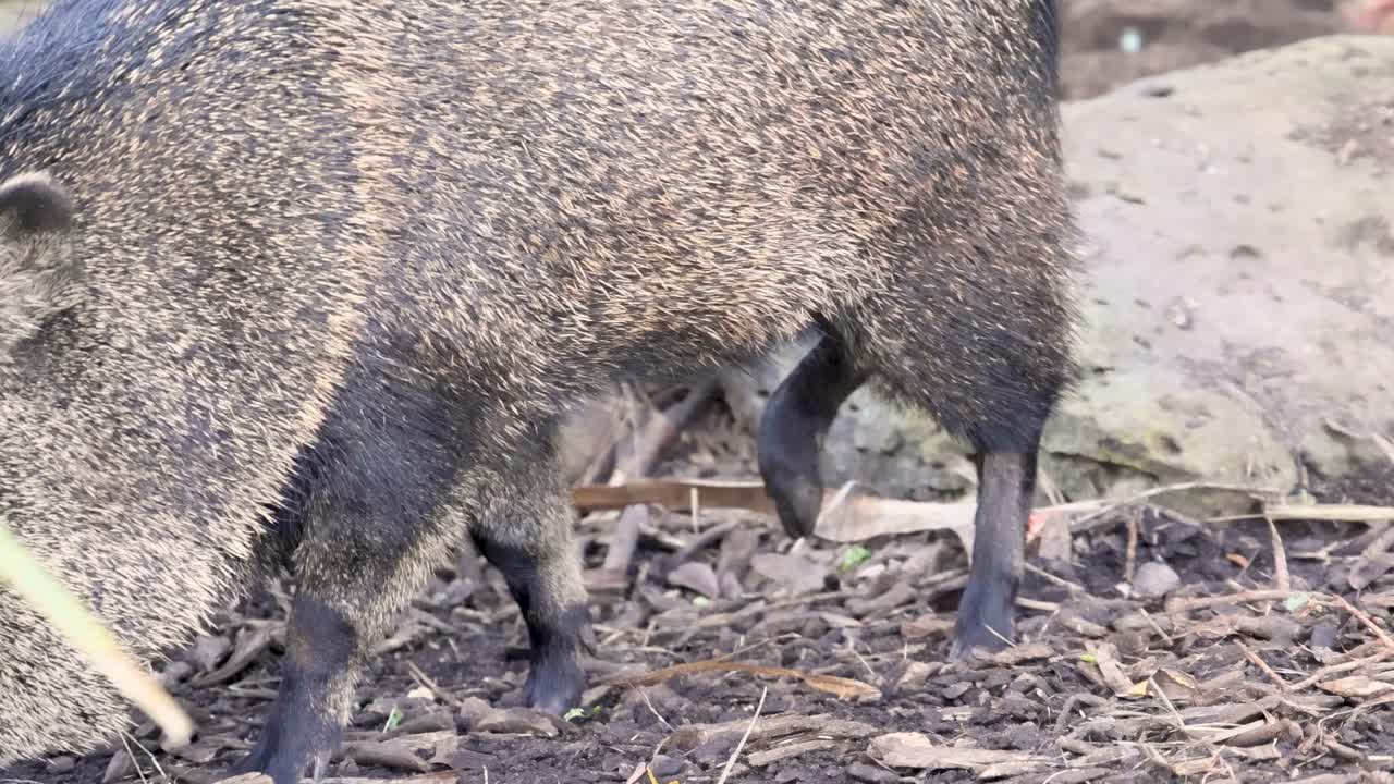 A peccary moves through a natural enclosure, navigating over leaves and dirt.