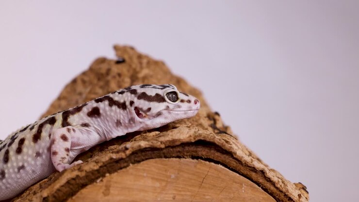 A leopard gecko rests on a textured wood log against a clean white studio background