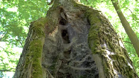 many spiderwebs in a tree in a city park