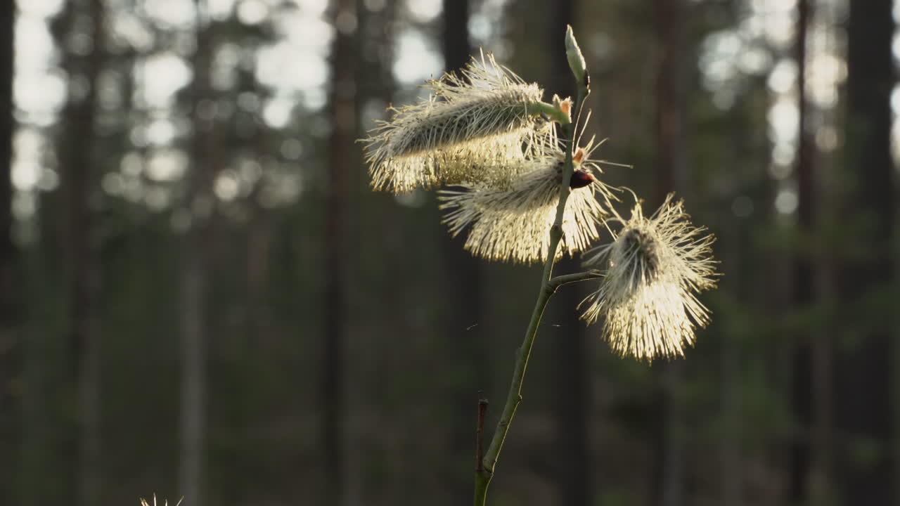 봄 저녁 버드나무 catkin 아래에서 위로 이동