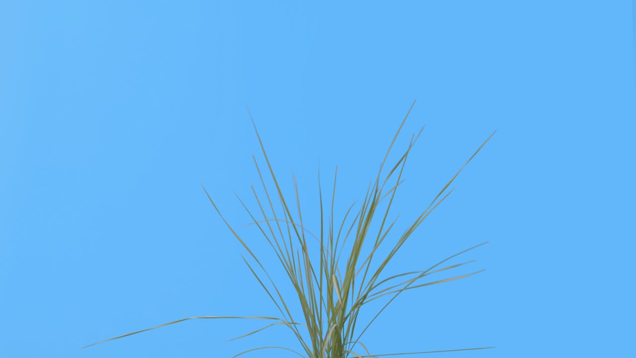 초록색 잔디가 전면으로 움직입니다. 파란색 화면 크로마 키 - 스 비디오