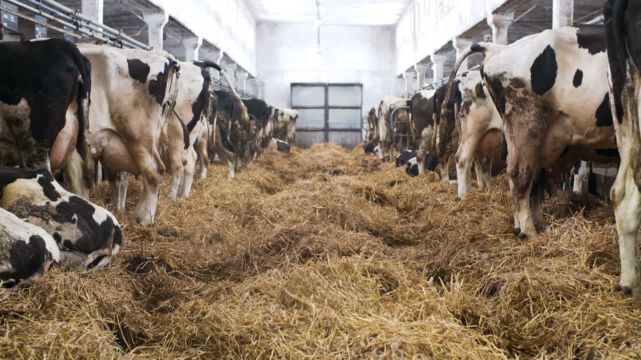 낙농장에서 먹이를 주는 건초소를 먹는 젖소가 있는 현대식 농장 헛간 5