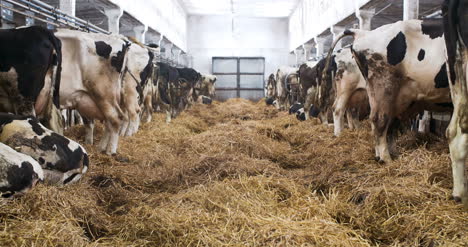 modern farm barn with milking cows eating hay cows feeding on dairy farm 5