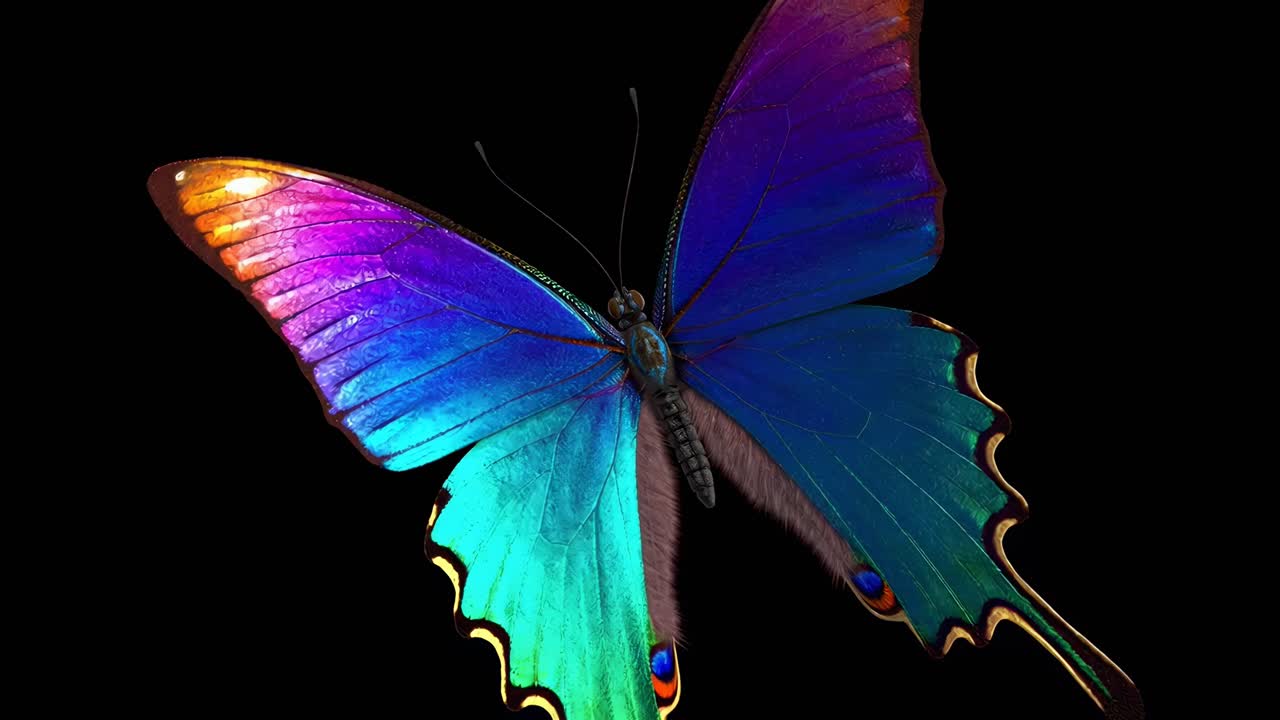 Una ripresa video ravvicinata e dal basso di una farfalla con ali dai colori vivaci su uno sfondo scuro.