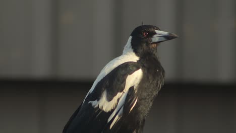 la urraca australiana se alza en la valla y luego vuela lejos de cerca australia gippsland victoria maffra