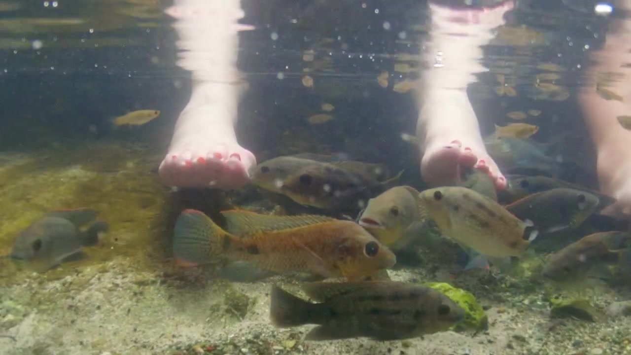 Un groupe de personnes reçoit une pédicure aux poissons dans un étang naturel du parc national d'Arikok, Aruba, Caraïbes néerlandaises.