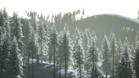 Aerial-view-of-forest-during-cold-winter-morning