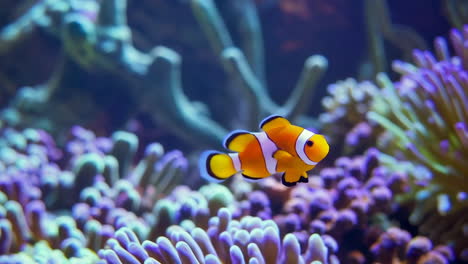 clownfish swimming among colorful anemones