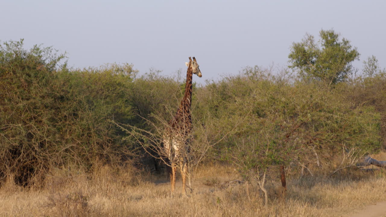 una jirafa muy grande y elegante caminando en la sabana del parque nacional kruger, en sudáfrica