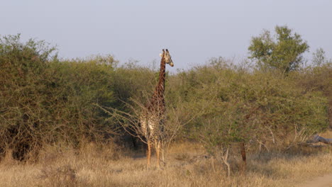 very big and elegant giraffe walking away in the savanna of the kruger national park, in south africa