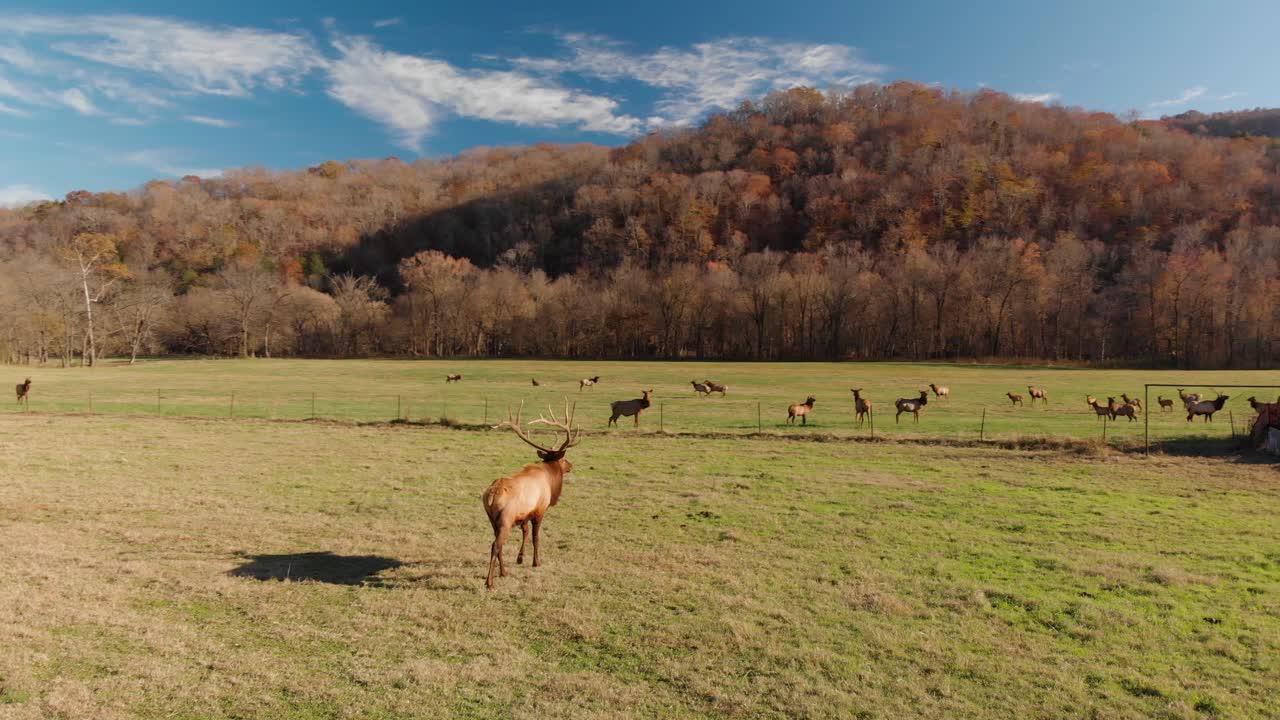 vista aérea de la migración de alces del valle de boxley de arkansas