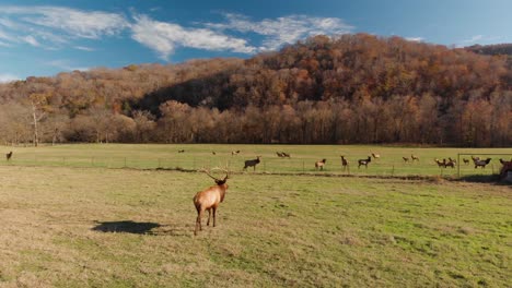 Vista-Aérea-De-La-Migración-De-Alces-Del-Valle-De-Boxley-De-Arkansas