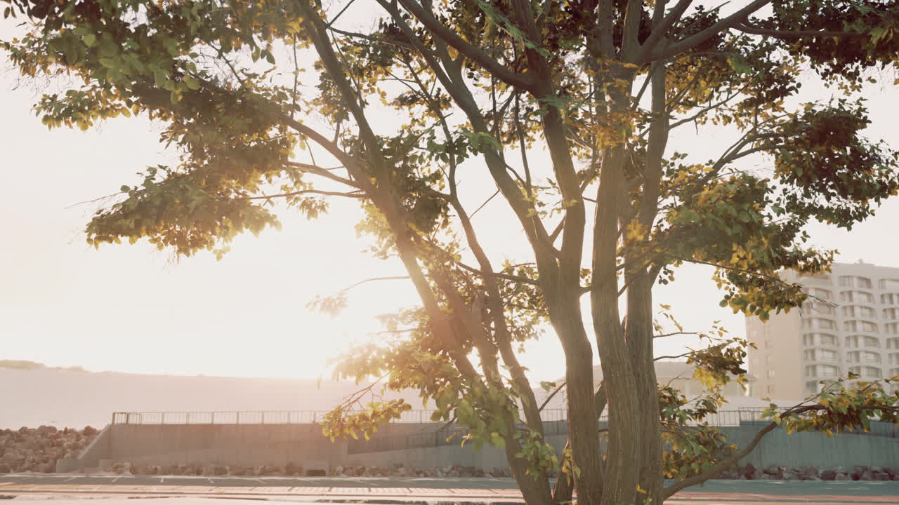 ⁇ 빛과 함께 아침 빛에 큰 나무 잎사귀