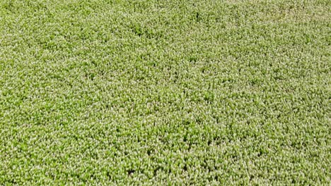 buckwheat field seen from low-altitude drone flying just above the plants to the left