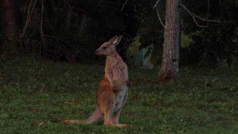 eastern grey kangaroo standing on hind legs while looking around - kangaroo jumping away - gold coast, queensland, australia