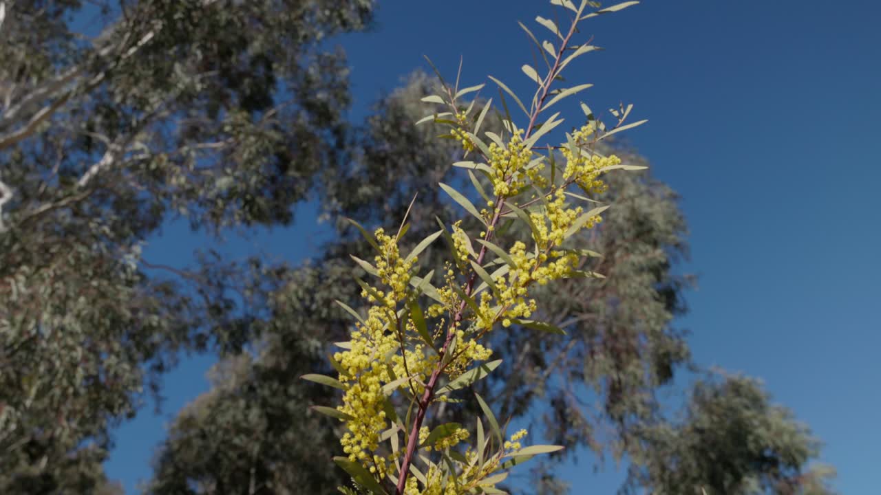 Cinematic zoom into golden wattle blossoms, symbolizing Australia’s native spring flora