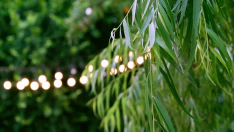 beautiful background with green foliage in sunset time against the backdrop of lanterns