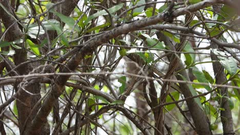 Small-snake-in-buss---finding-food-