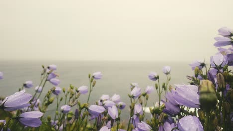 lilac, purple wild flowers moving in extreme coastal wind, near the famous cliffs of moher seascape, on a rainy and moody day, ireland