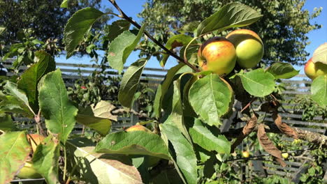 slow motion panning neer schot van biologische groene appels groeien in de tuin