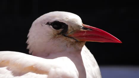 Ein-Seltener-Rotschwänziger-Tropischer-Vogel,-Der-Die-Sonne-Aufsaugt