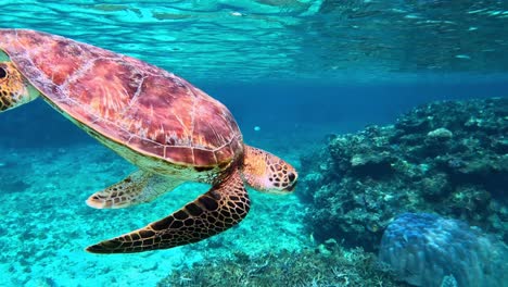 primer plano de una tortuga marina verde nadando bajo el mar azul tropical después de tomar un respiro