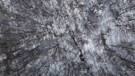 top down birds eye view drone shot dead tree forest in japanese winter