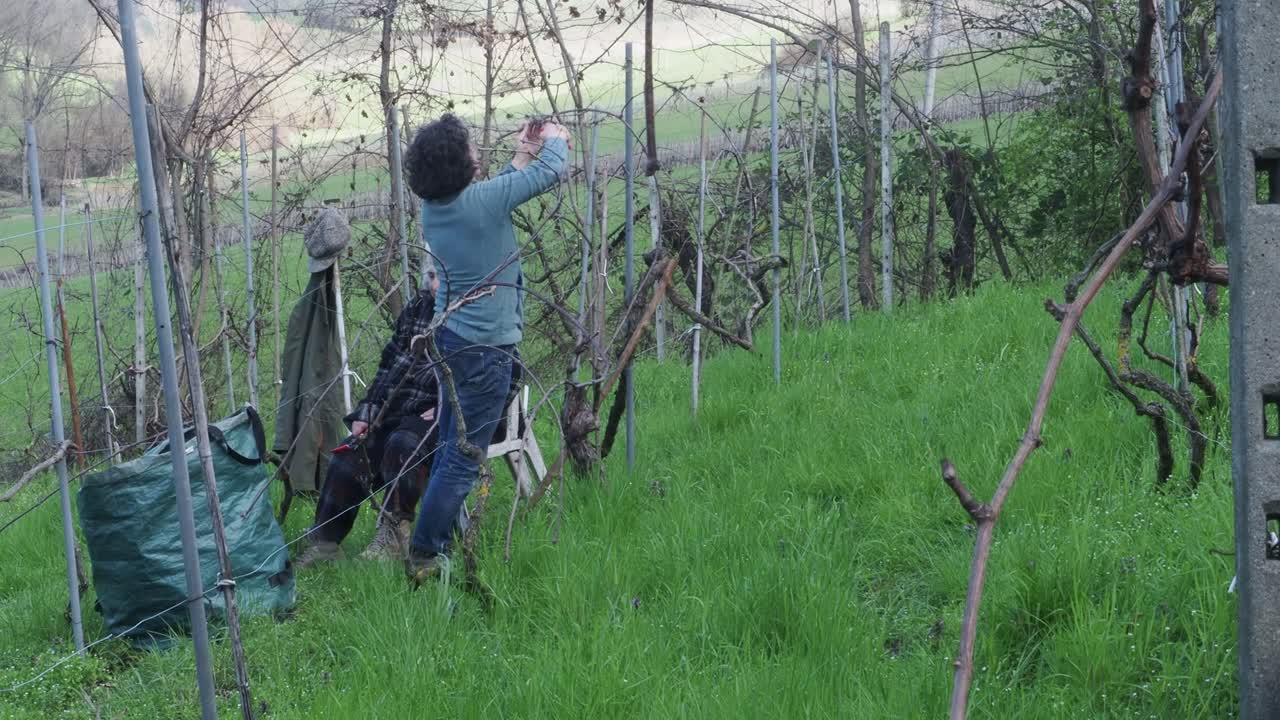 Two resilient women farmers prune grapevines uphill in a lush organic vineyard near Castell’Arquato, trimming branches during late winter with care and strength, captured in slow motion