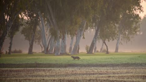 El-Chacal-Dorado-Corriendo-En-Los-Campos-Al-Amanecer.