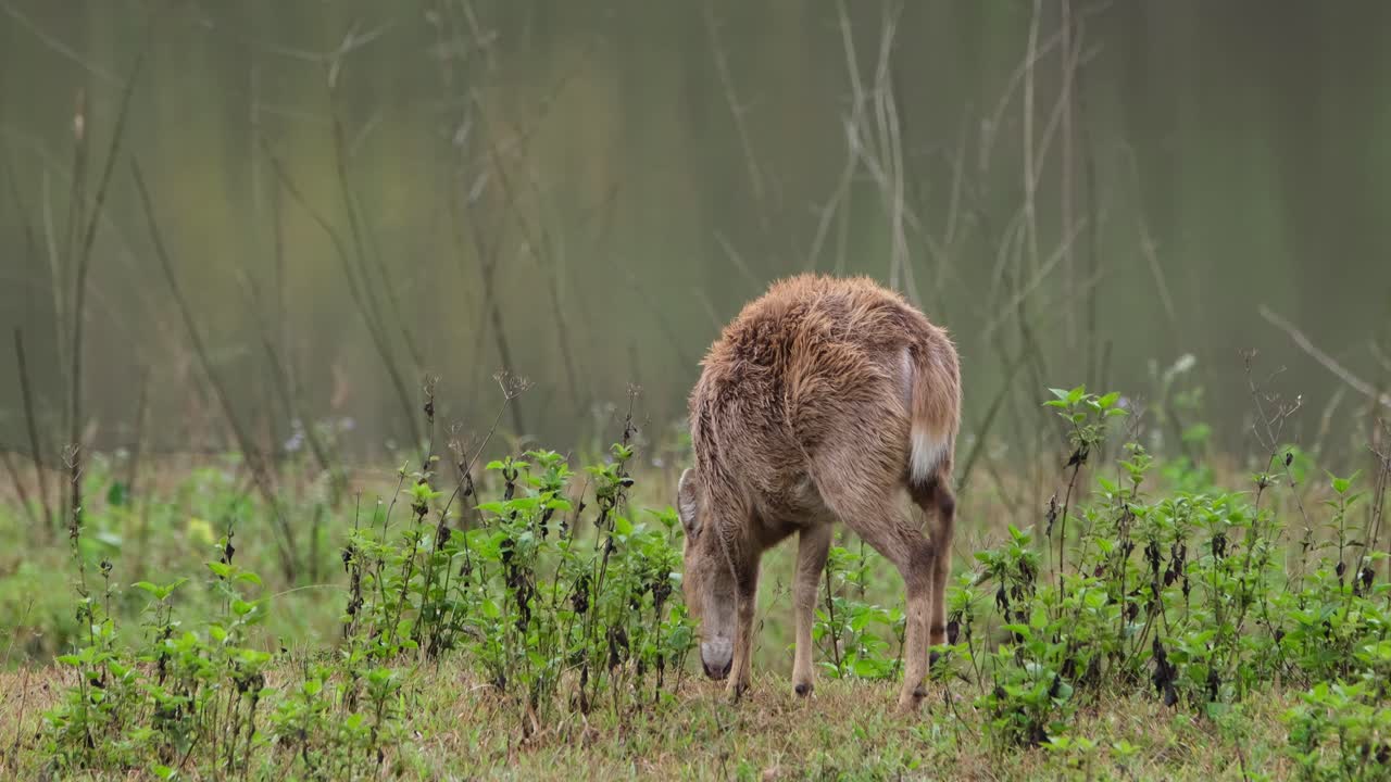 Indisch varkenshert, Hyelaphus porcinus, Thailand