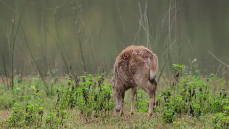 Indischer-Schweinehirsch,-Hyelaphus-Porcinus,-Thailand