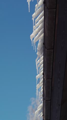 vertical icicles hanging from roof edge on a clear winter day with blue sky background. frozen snow sliding off a house roof.