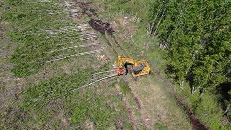 aerial overview of harvester cutting down and processing trees preparing for further collection in logging industry