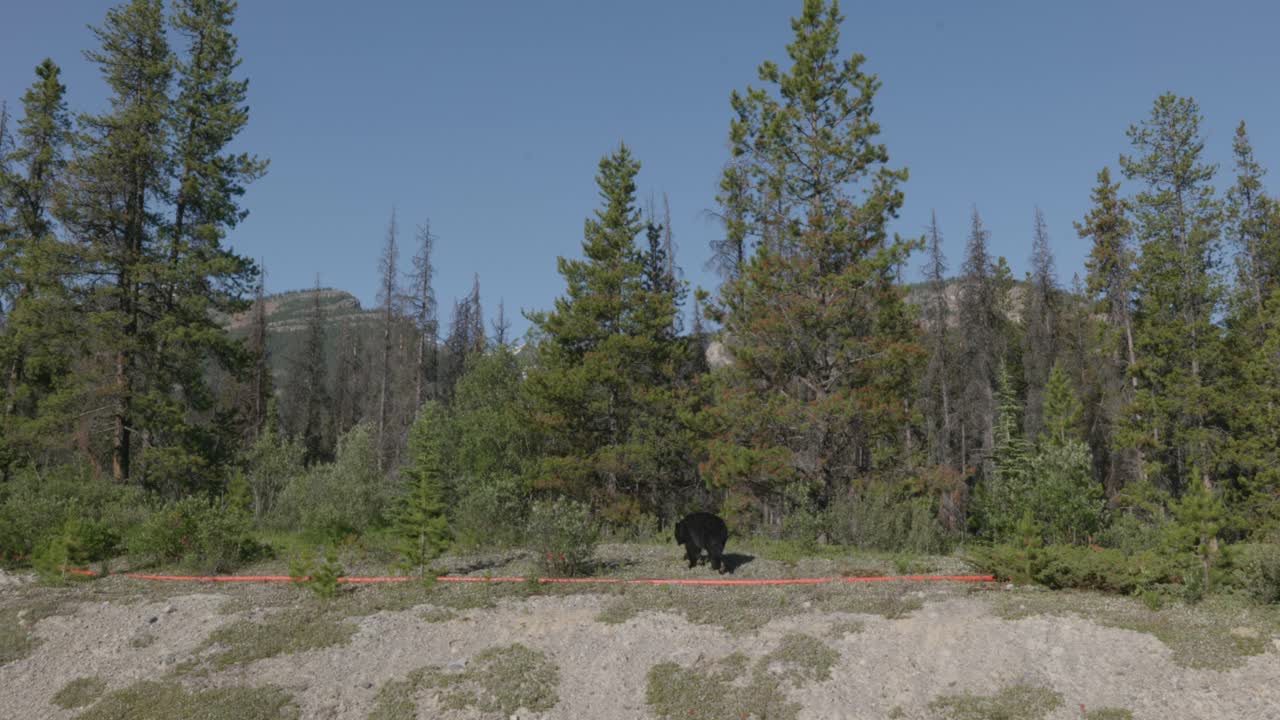 블랙 베어 (black bear) 는 캐나다 프 국립 공원에서 낮에 숲에 들어간다.