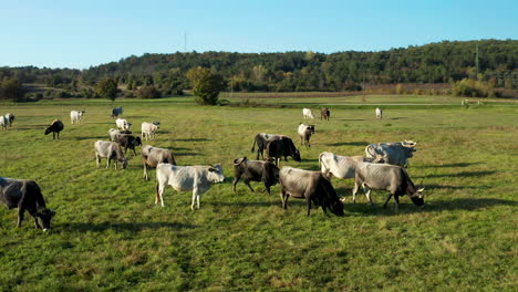 a herd of cows grazing on green pastures