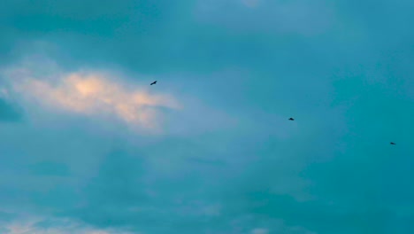 pallas pez águila carnívoro pájaro carroñero en el cielo azul volando libremente
