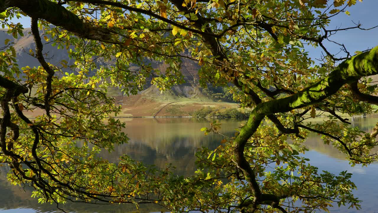 vakker høstsol flekket blader ved crummock vann, cumbria, england