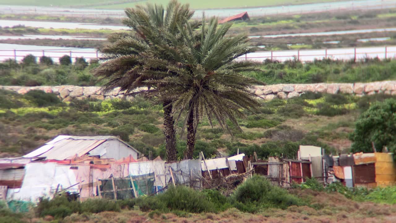 Two palm trees are growing near makeshift homes made of corrugated metal and other salvaged materials, with salt evaporation ponds and a small building visible in the background, wind blowing strong