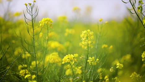 Senfblüten.-Senf-–-Mystische-Blume-Des-Glücks-Und-Der-Gesundheit.