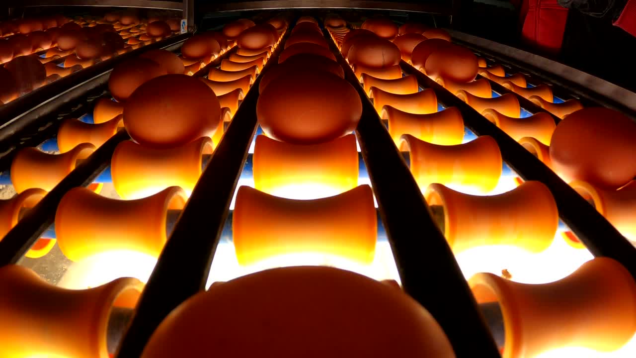 식품 산업 주식 영상 4k 비디오  계란은 기계 작업자가 품질을 확인하고 수집하는 데 있습니다.