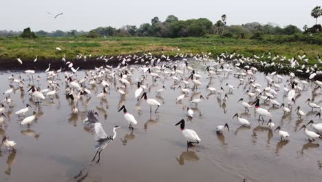 toma aérea con movimiento hacia adelante muy cerca del estanque lleno de pájaros en un lago en brasil pantanal