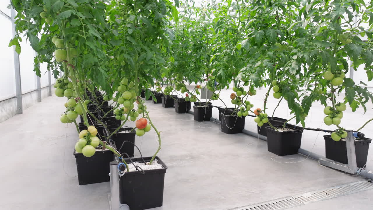 Rows of tomatoes growing in a greenhouse